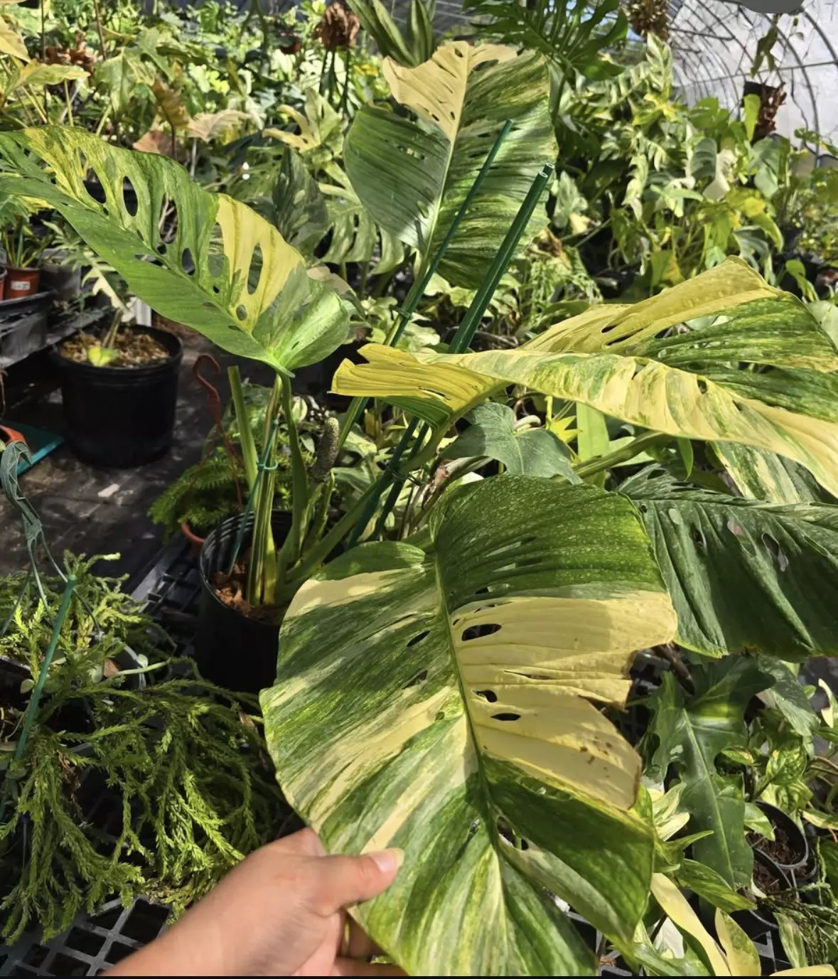 $5 auctions, rare aglaonema/ unicorns and more! 🫶🦄🪴