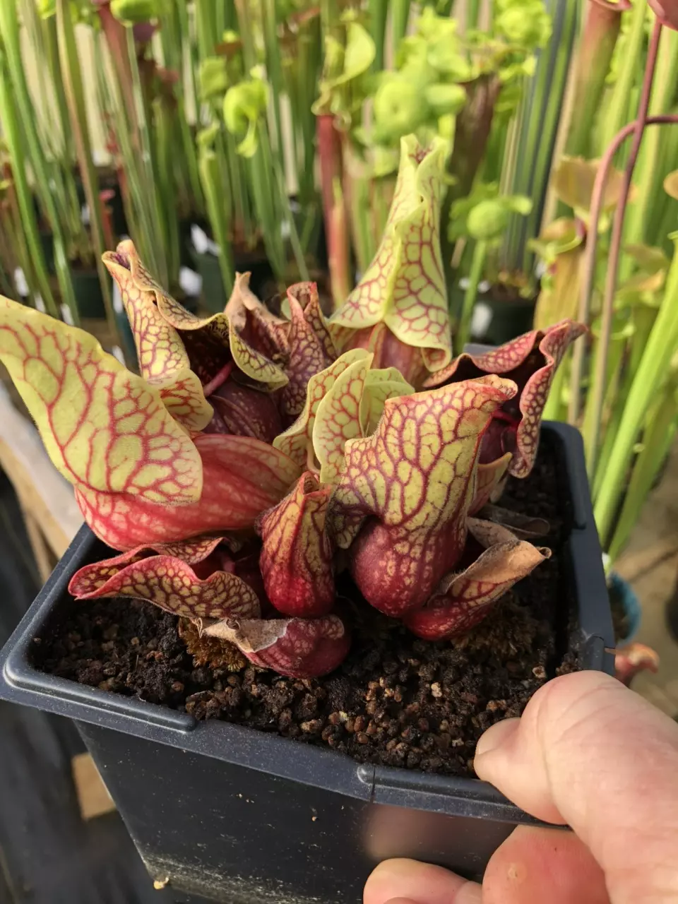 Mountain Purple Pitcher Plant Stream!