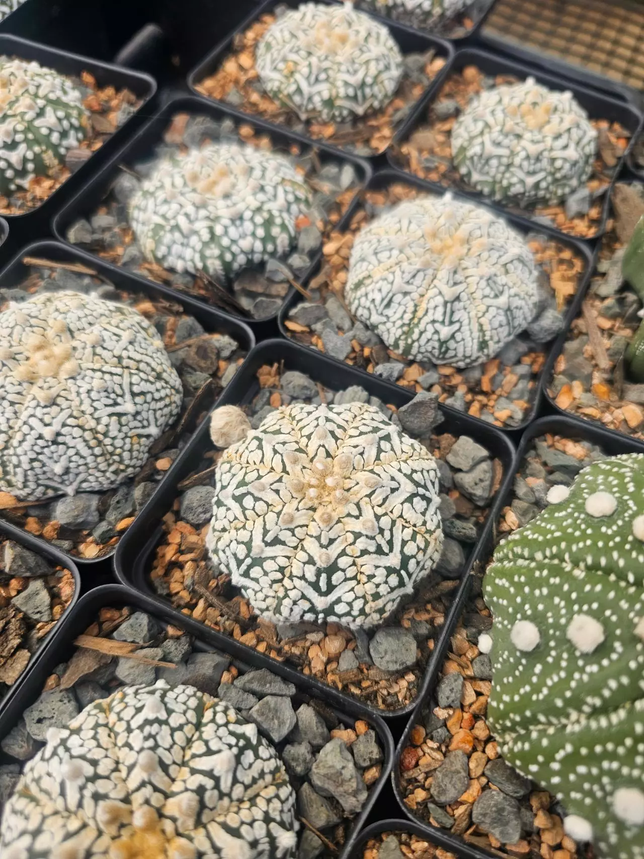 Cacti + Haworthia!