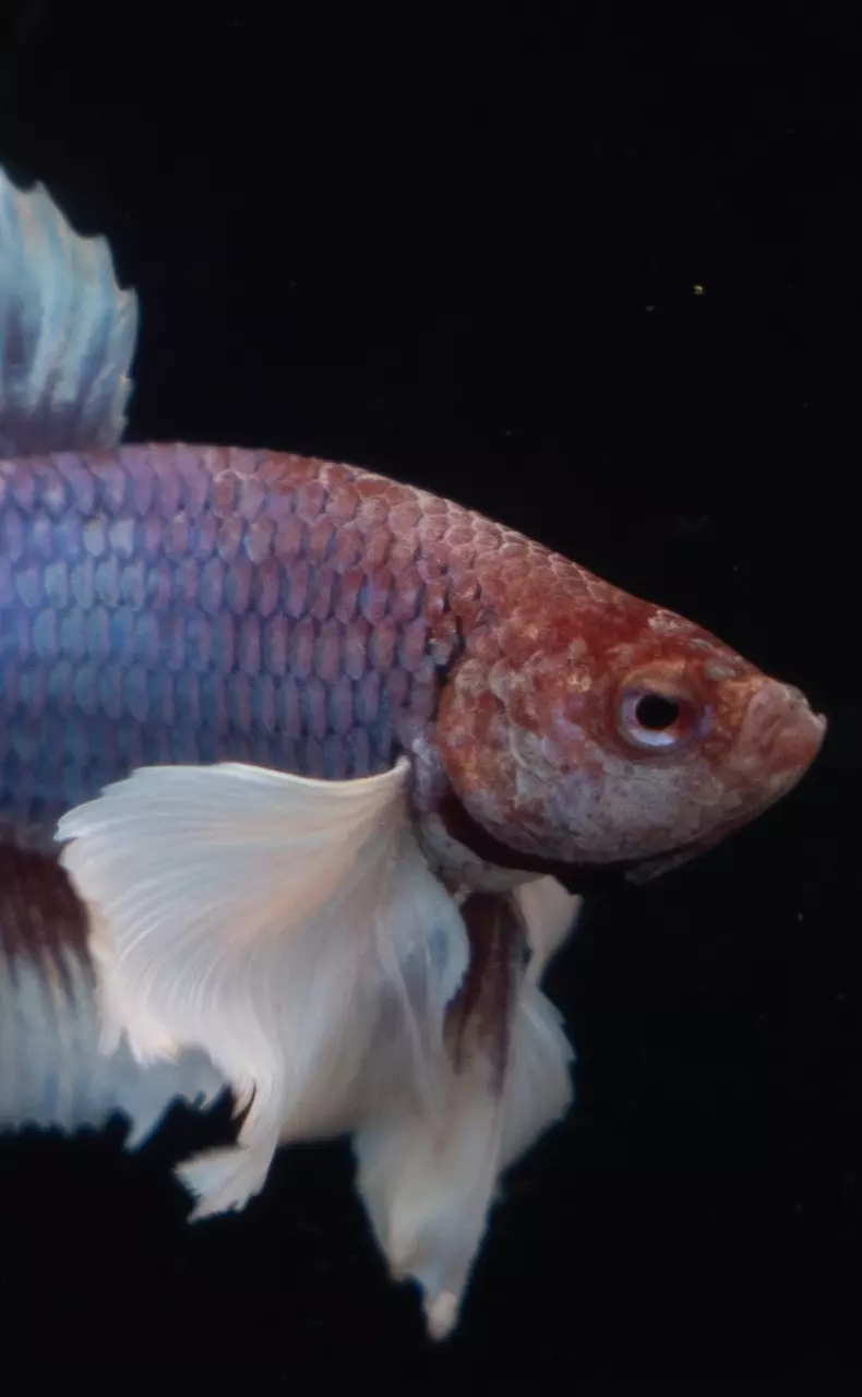 Axolotls, Bettas, and Fish!