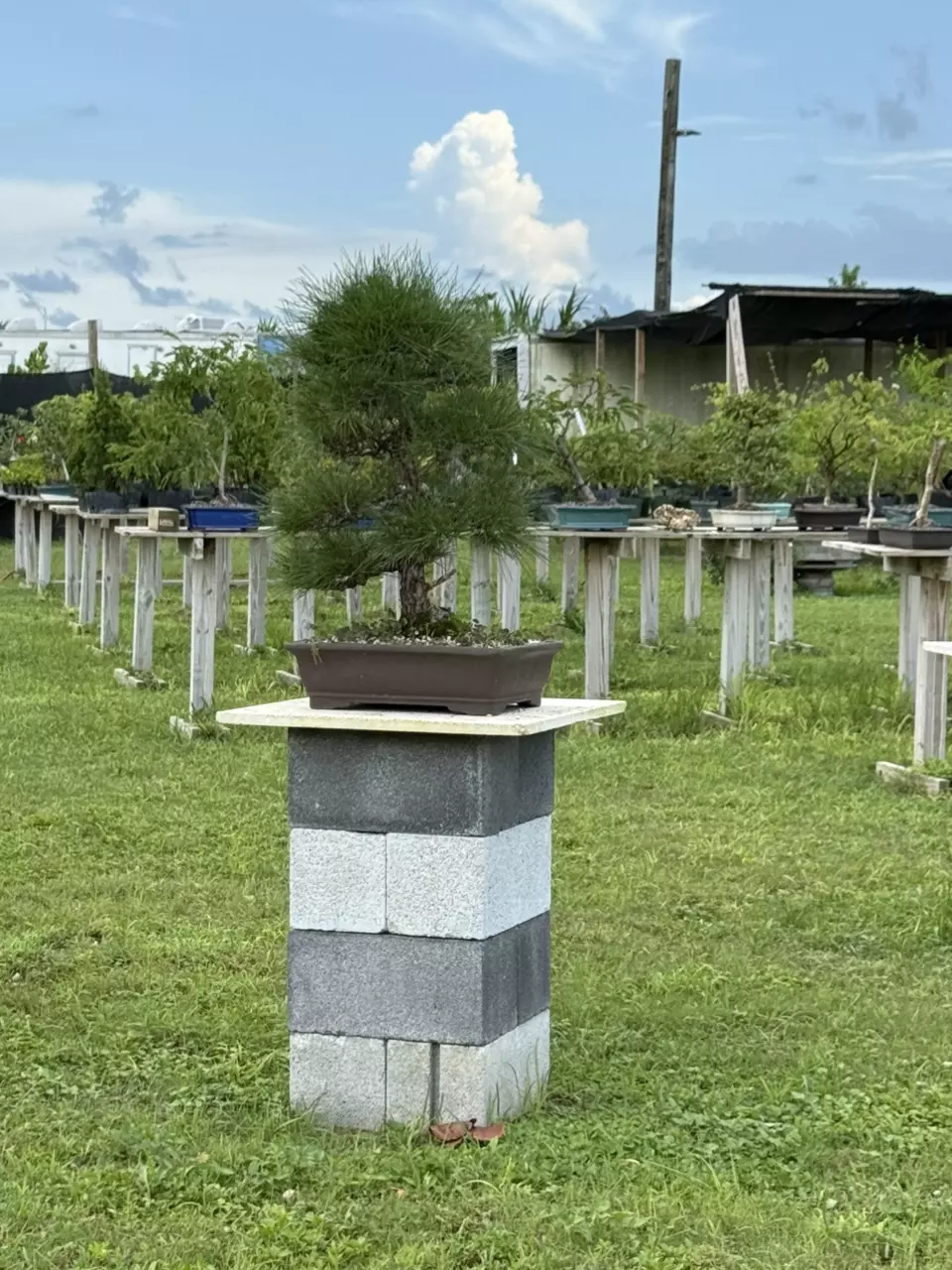 New Bonsai Trees & Bonsai Pots!! 🌳⛩️🌲