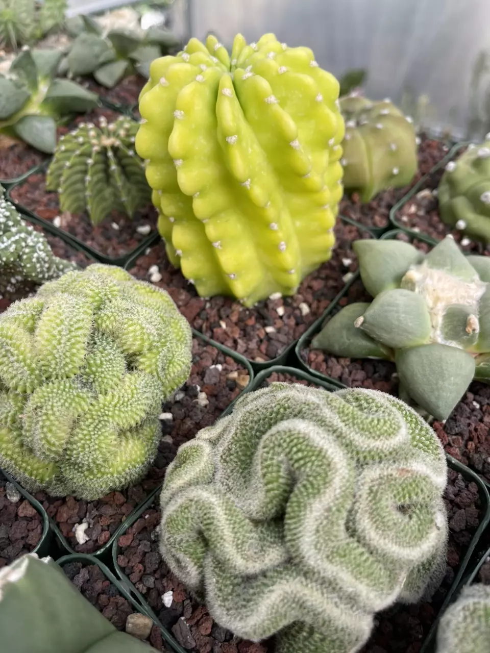 New Import Cactus LIVE Sale!!!