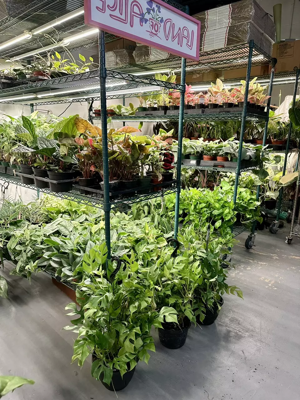 Plant Haul Friday! 🪴🪩