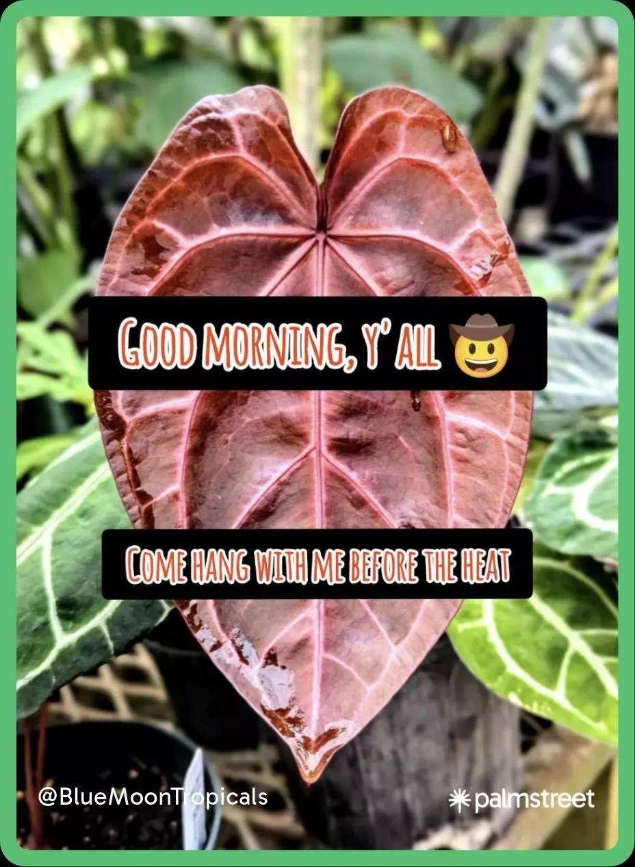 ☕ Friday morning live☕