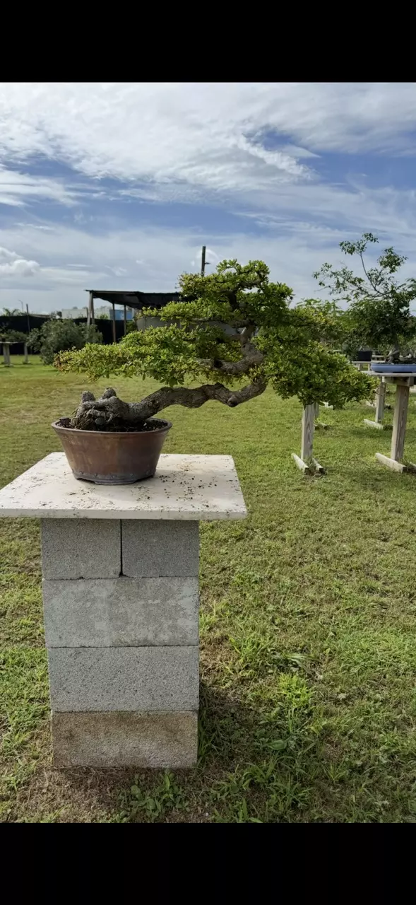 Buttonwood special, Bonsai & Pottery Sales!! 🌳⛩️🌲😊