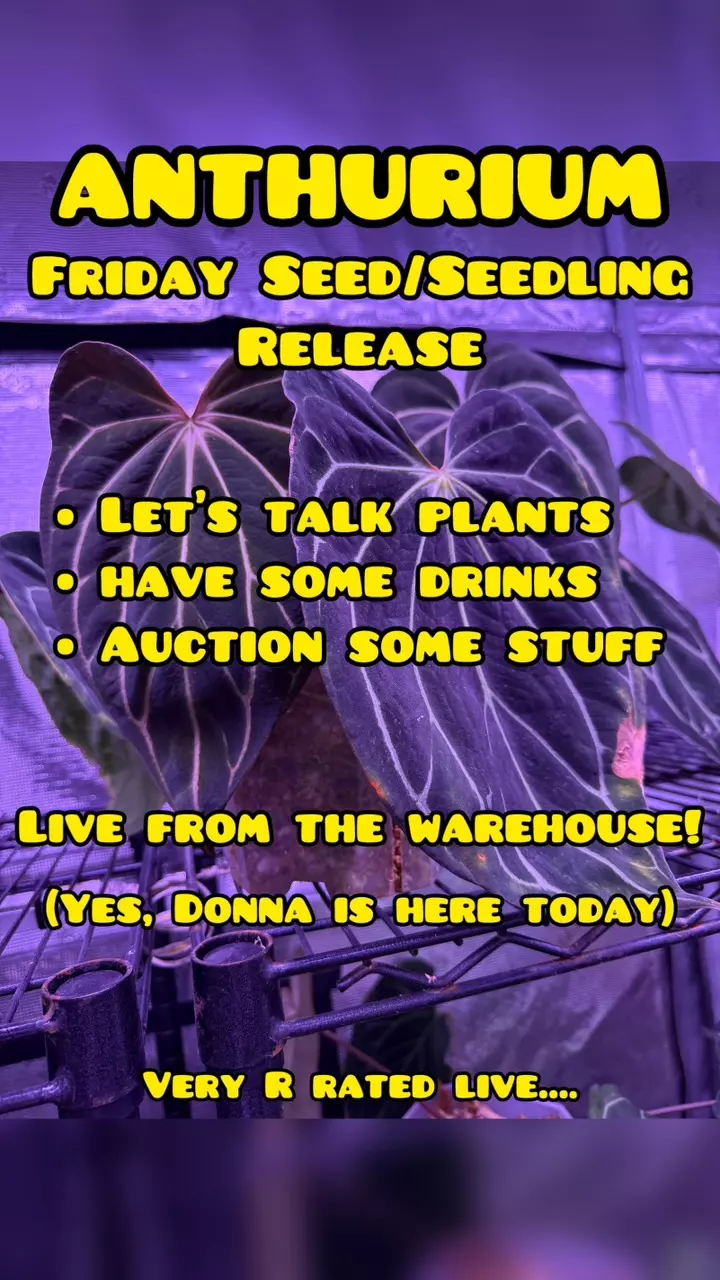 SEED / SEEDLING RELEASE!
