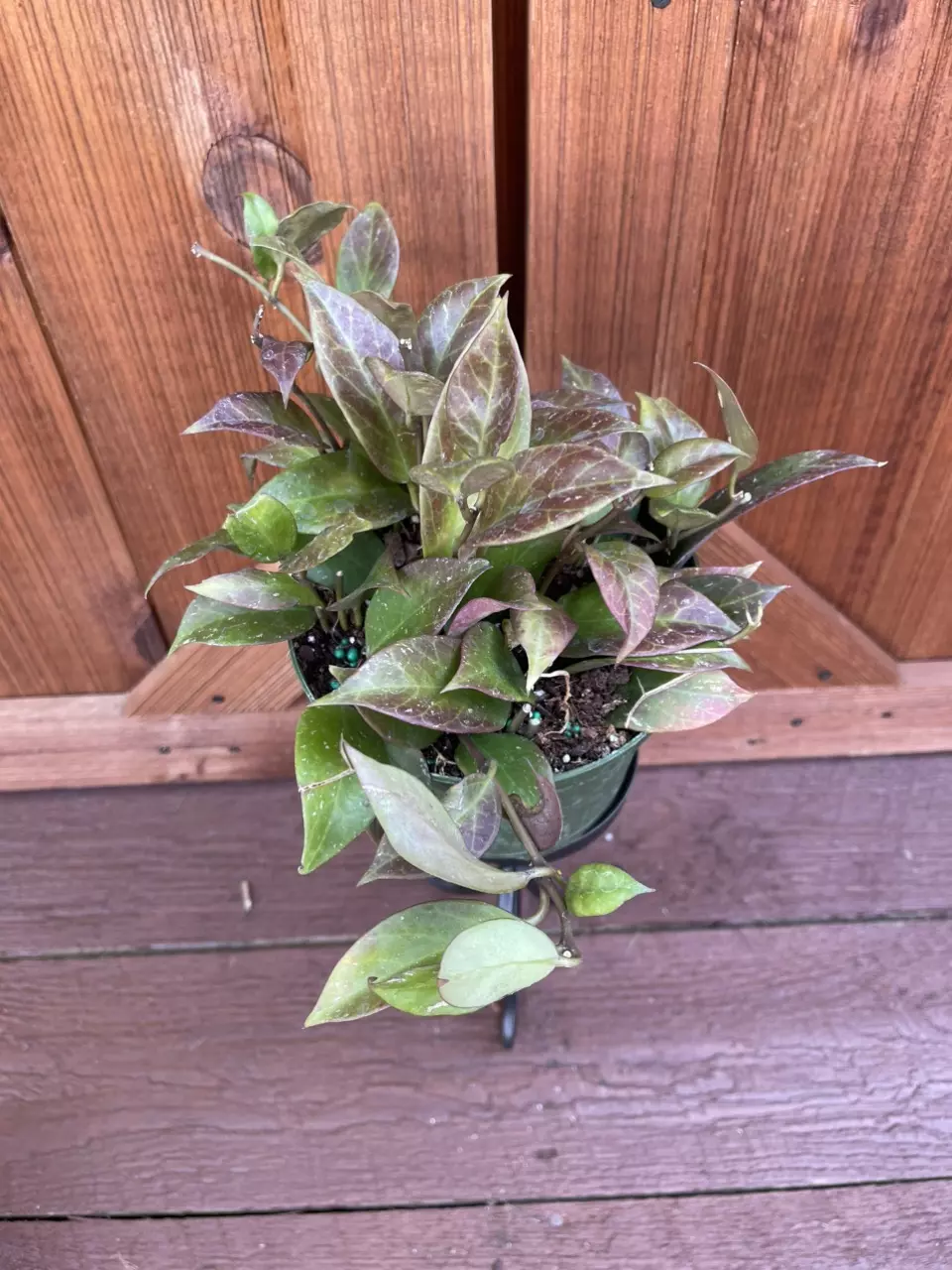 Don’t look back and say I should have bought that Plant!!