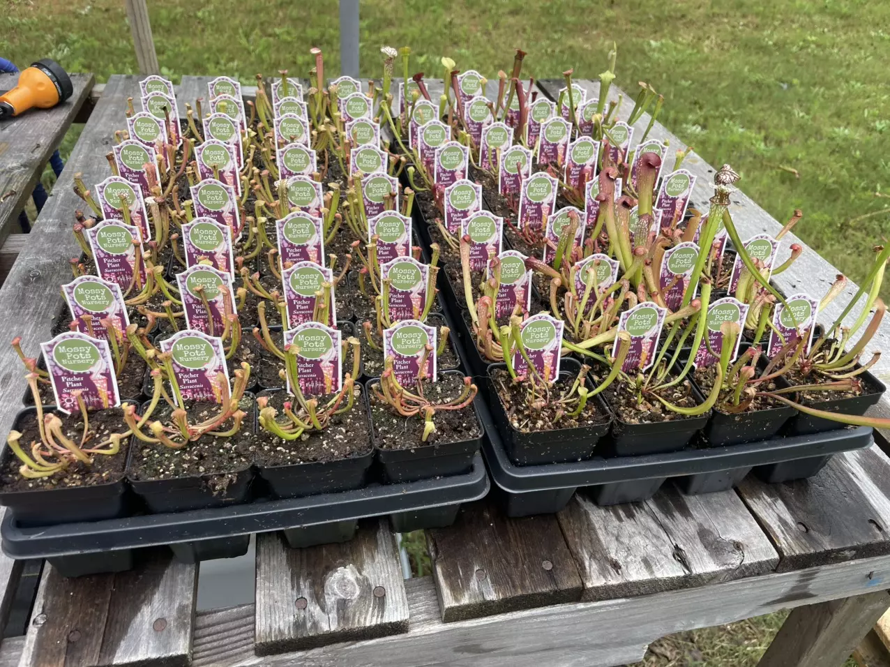 Plant work Wednesday!