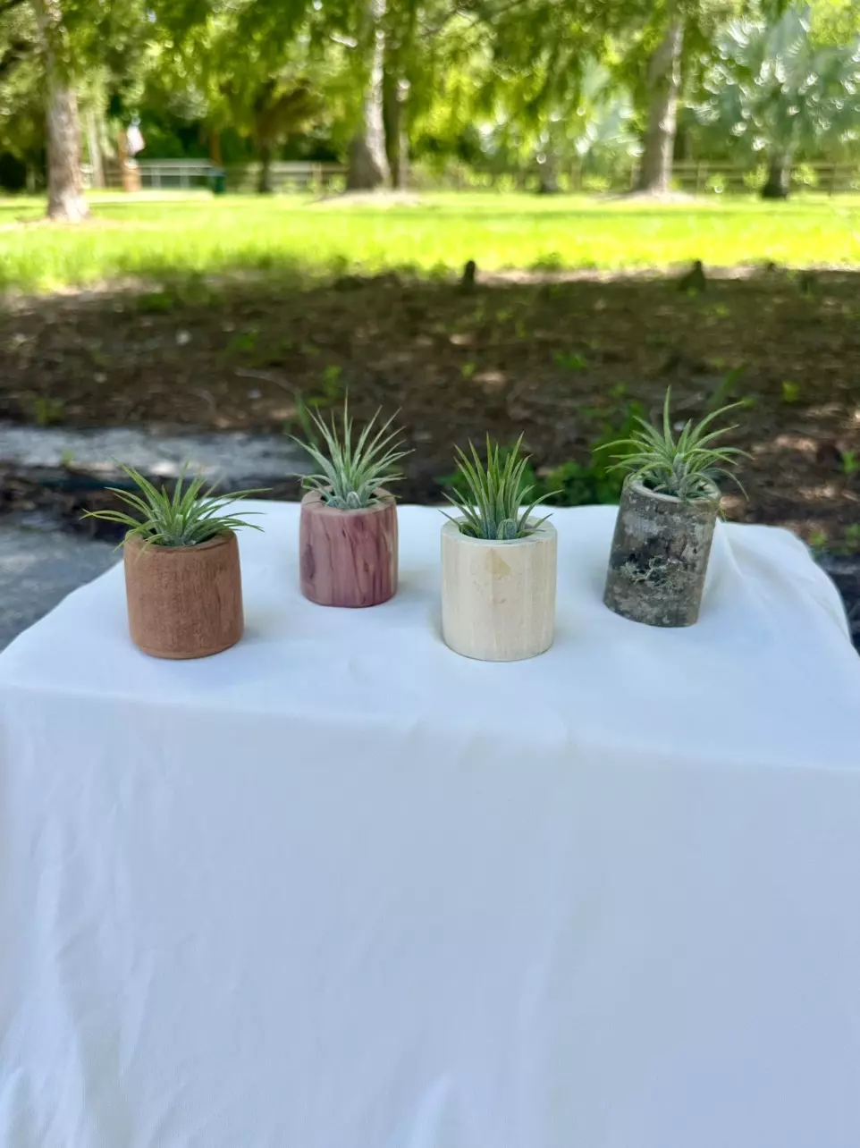 AIR PLANTS AND WOODEN DISPLAYS