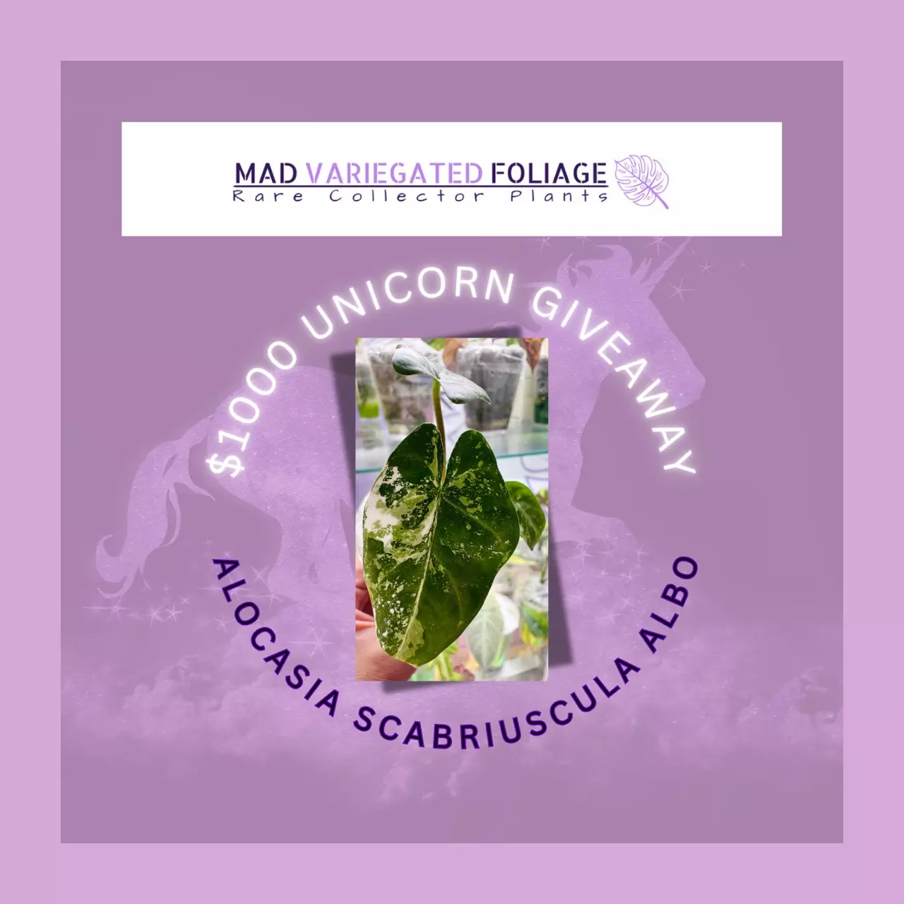 ♥️$1k🦄ALOCASIA GIVEAWAY♥️