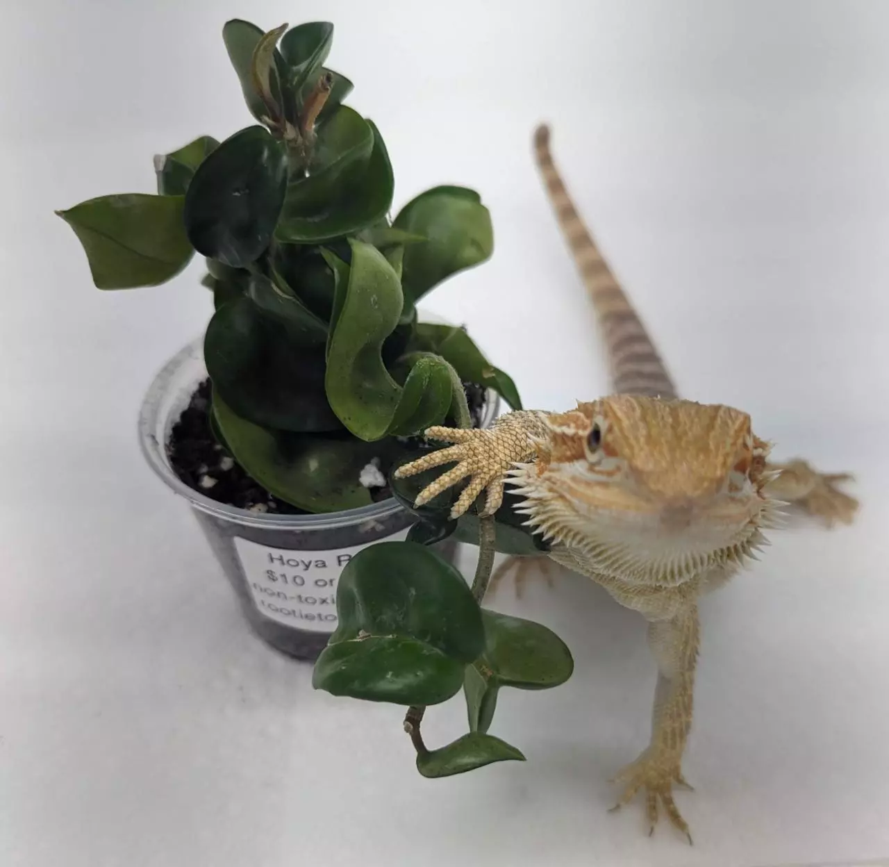 Common to rarer plant sale! Lots of cuttings for auction!