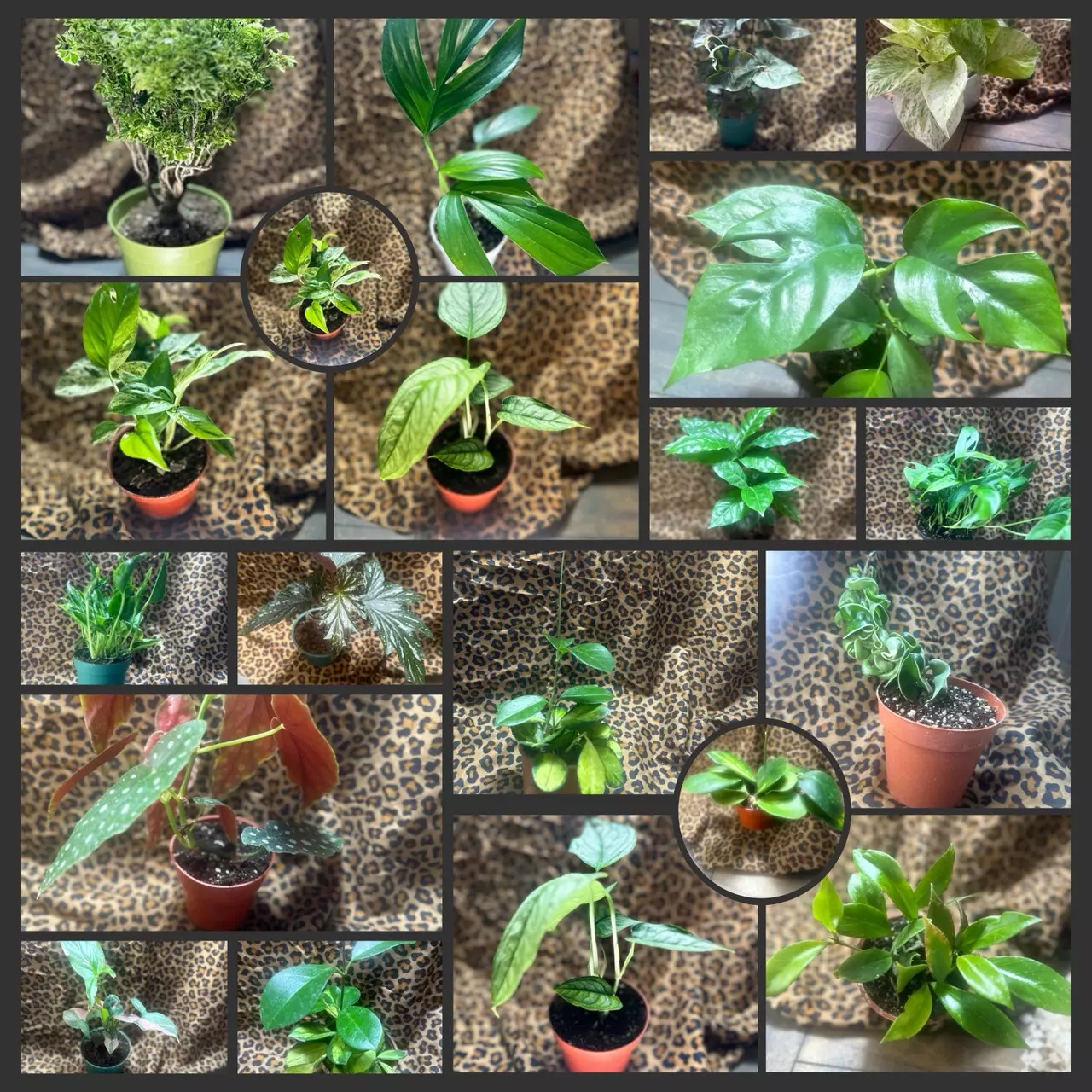 Friday afternoon Live with Sassy Plantz