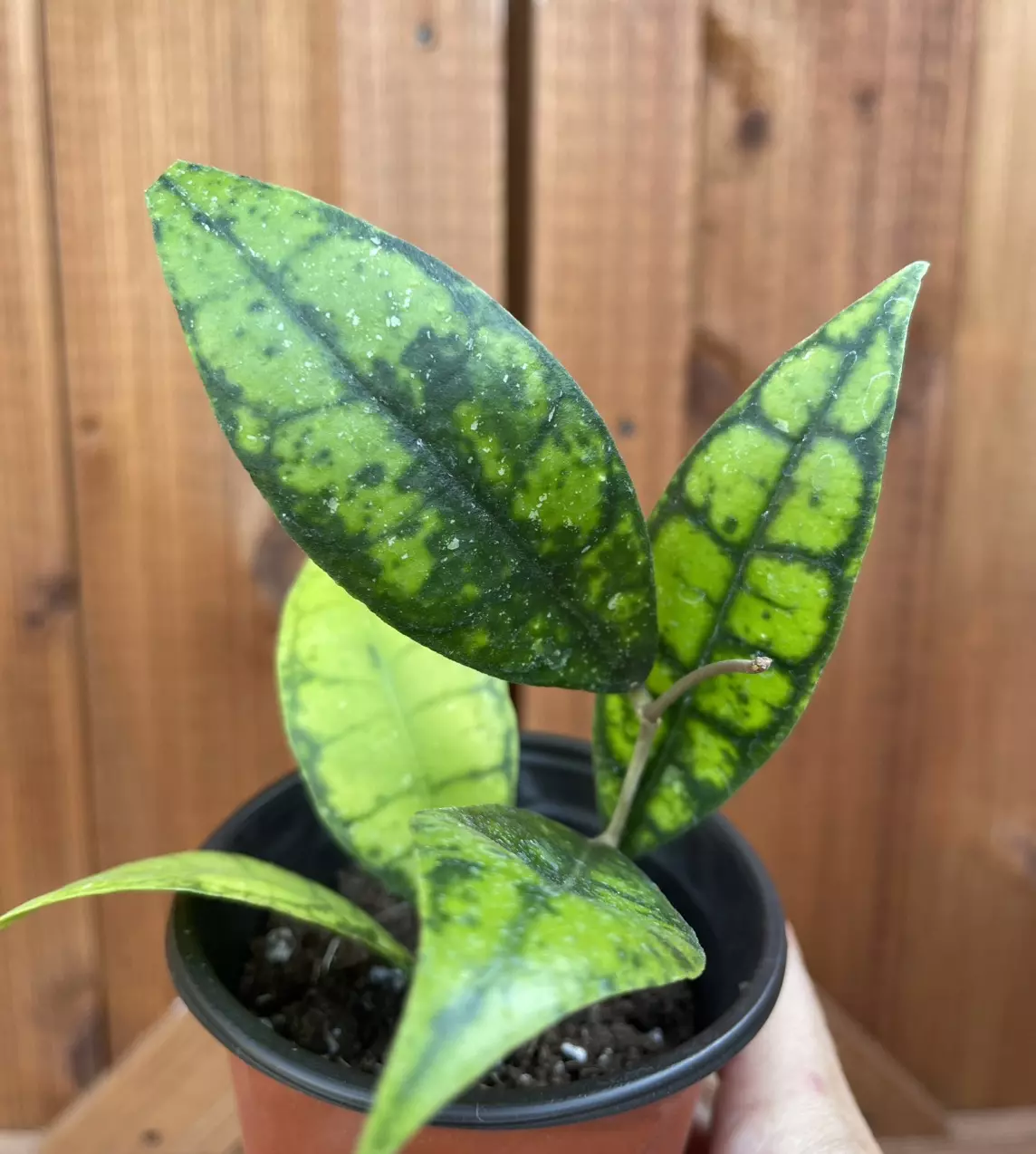 Don’t look back and say I should have bought that Plant!!