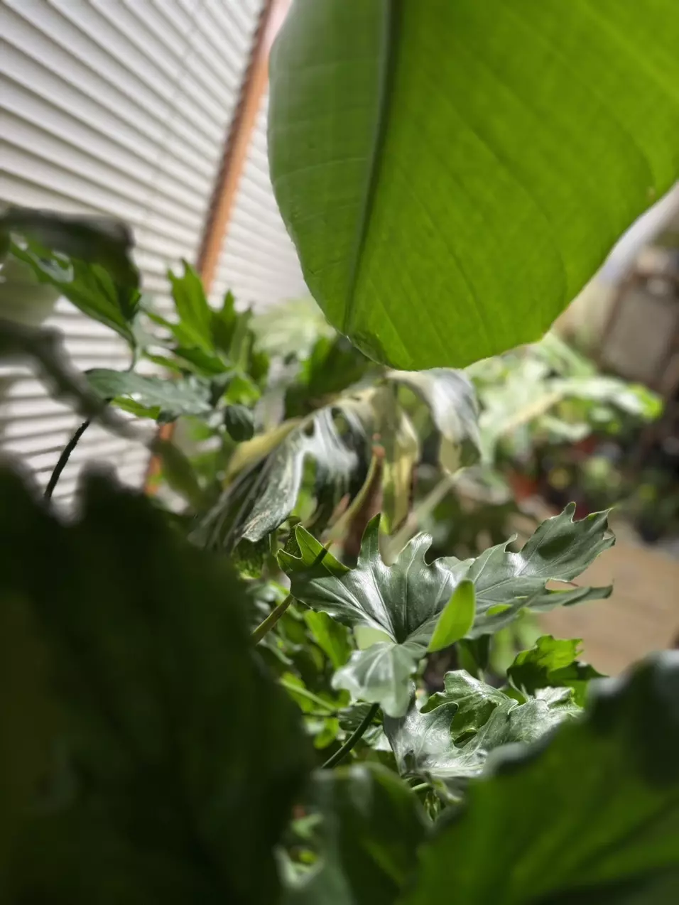 Plants & Caughy 🪴😶‍🌫️😏