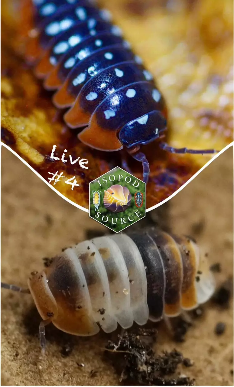 LIVE #4!