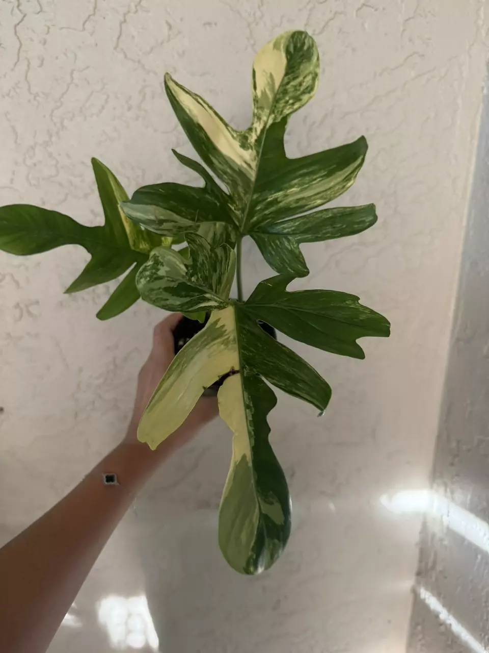 FRIDAY! Indoor plants, great prices!