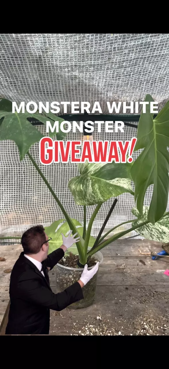 🌱MONSTERA WHITE MONSTER GIVEAWAY! 🌱