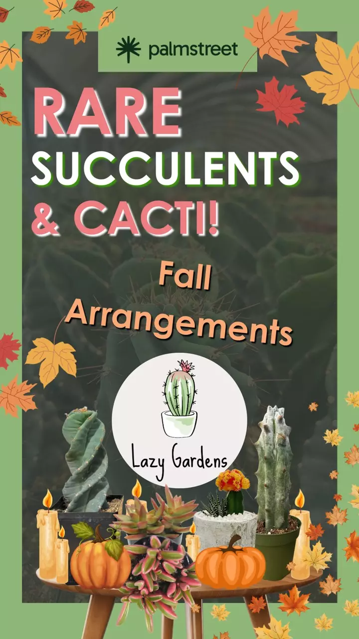 Pots & Succulent Arrangements! 🎃