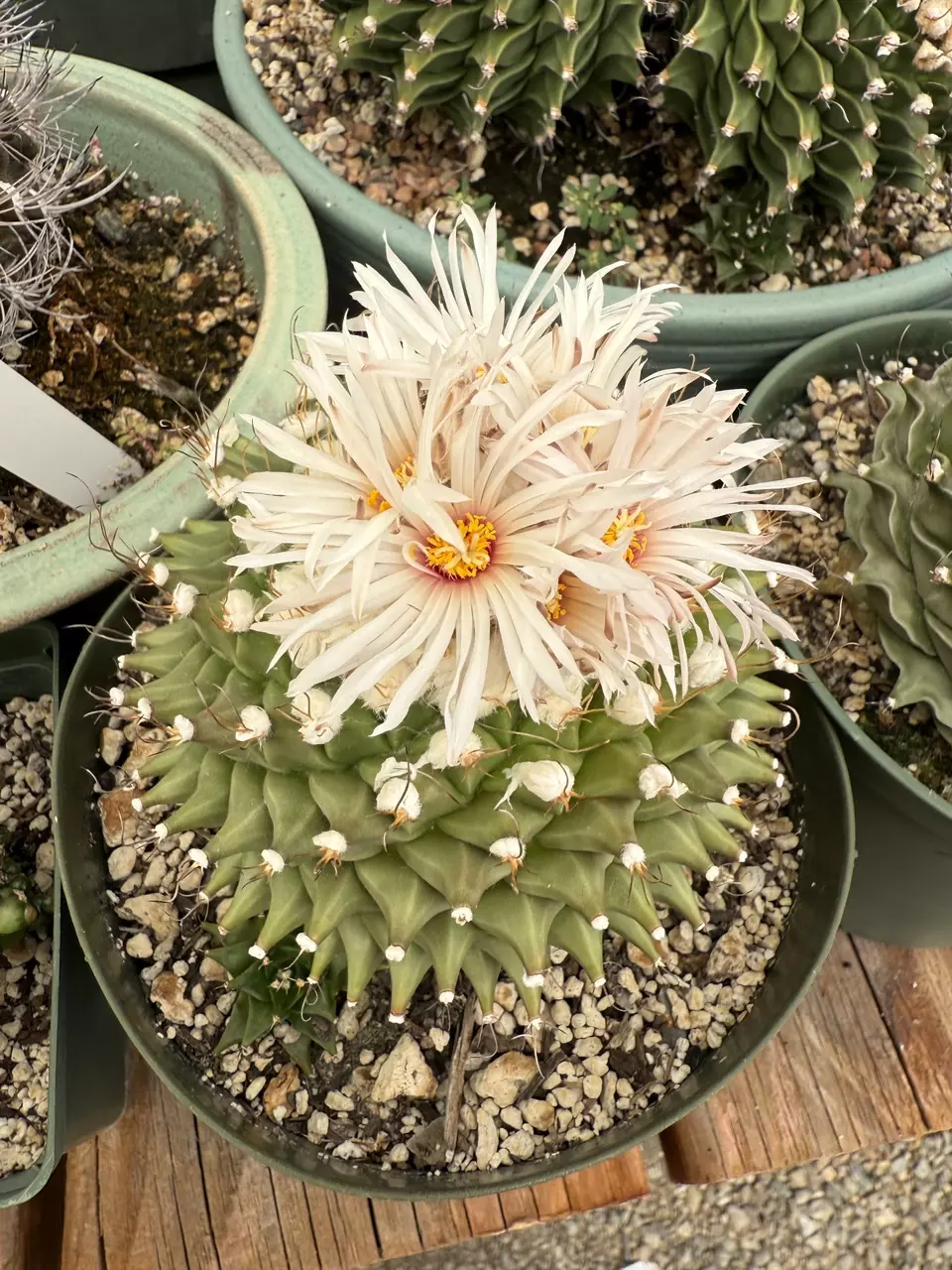 Planta Seca cactus show! Friday evening sale!
