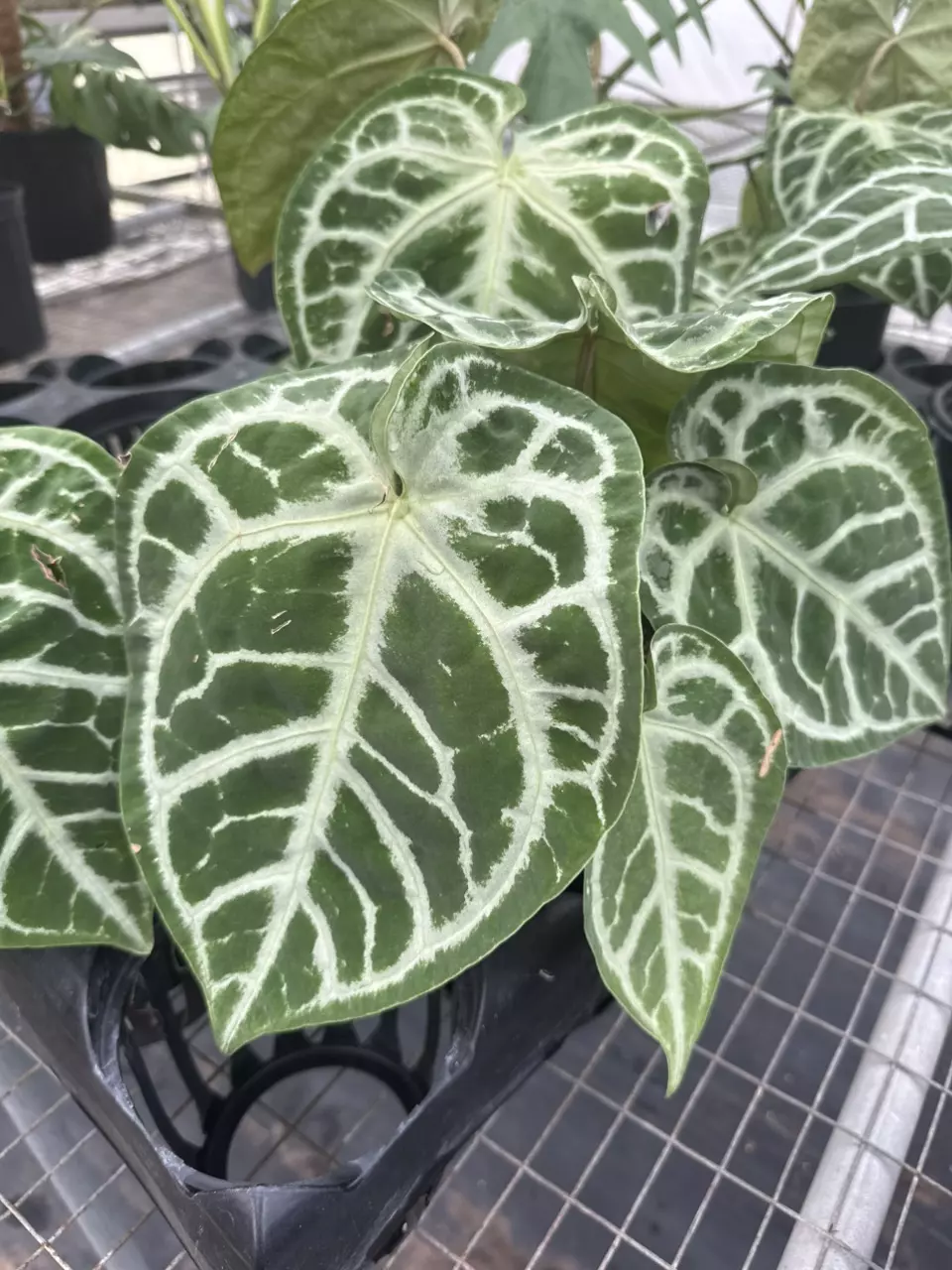 Come hang out, let’s talk plants, & snag a deal!