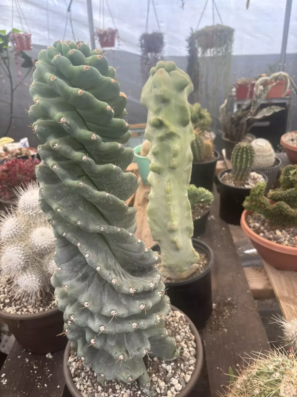 Beautiful cactus 🌵And a little bit of everything. Good price