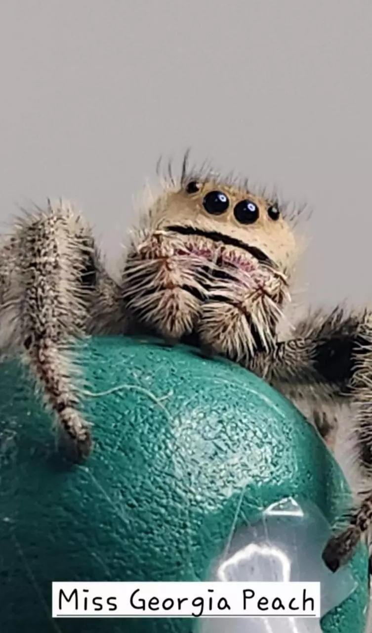 Family raised jumping Spiders & Enclosures