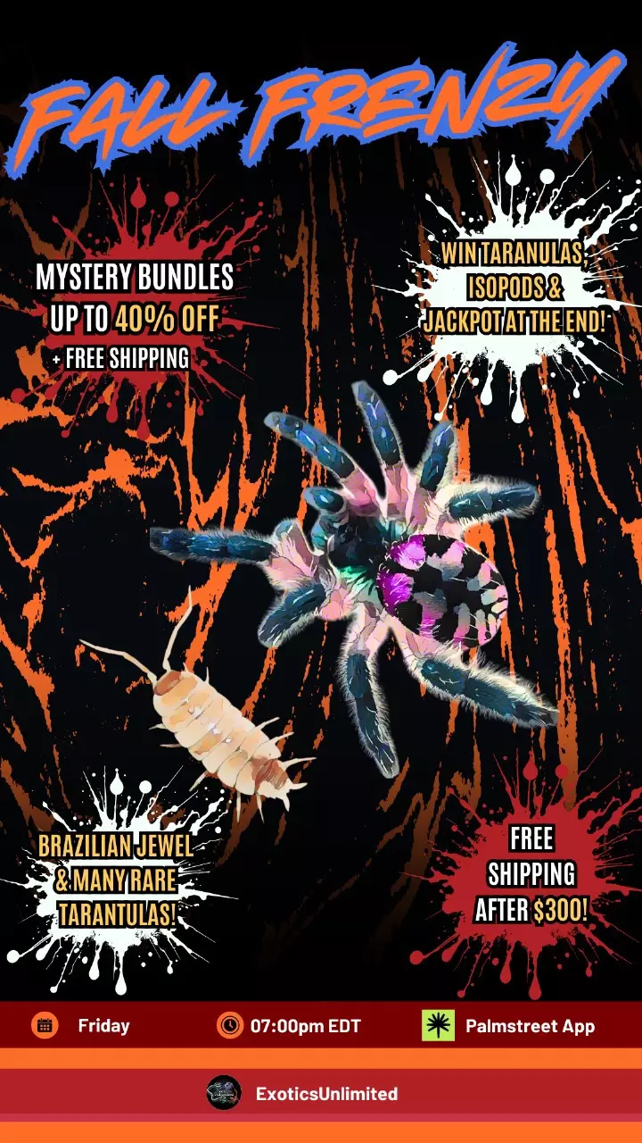 Fall Frenzy: The Big Mystery Bundle Blowout 🎁🍂