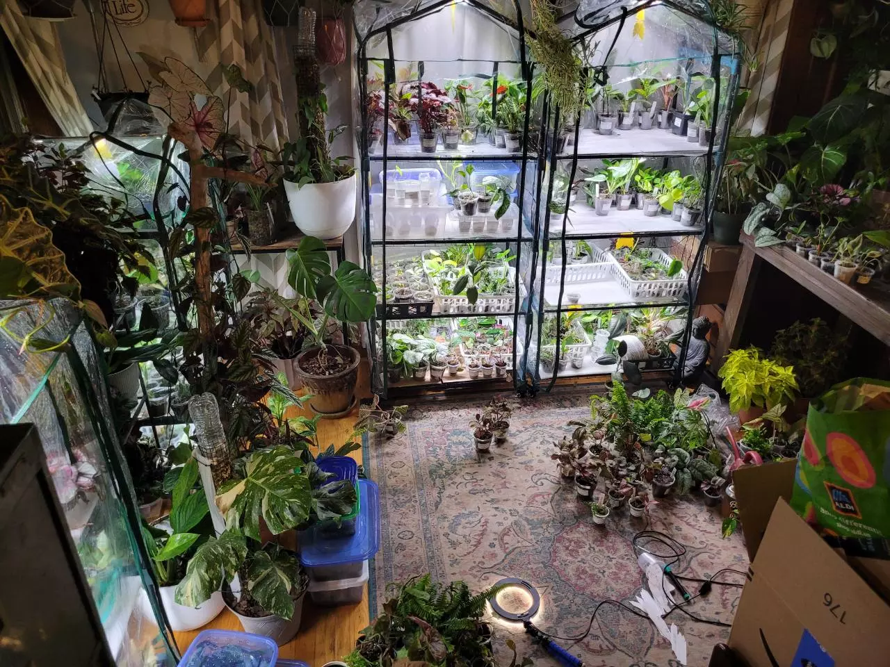 Cuttings, Starters, and more! $1+ Starts and Giveaways. 6-8am