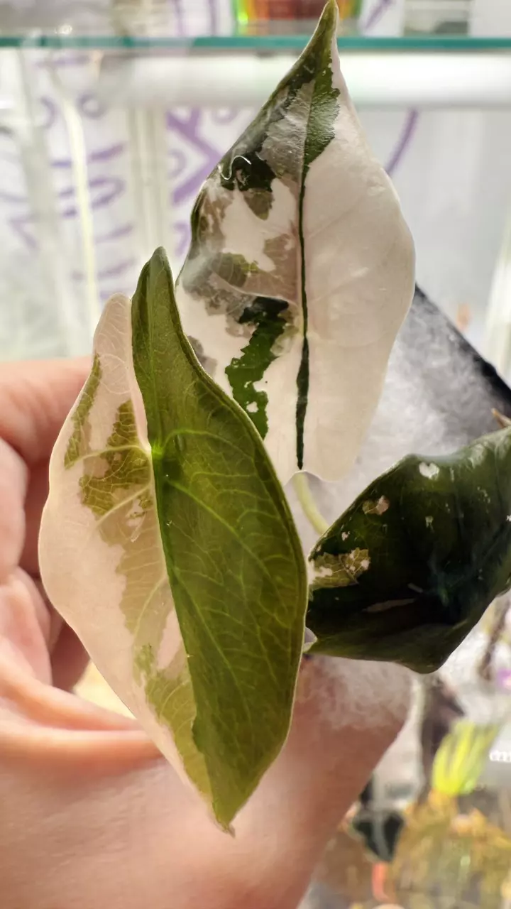 ♥️Reach 3k followers for some crazy deals♥️