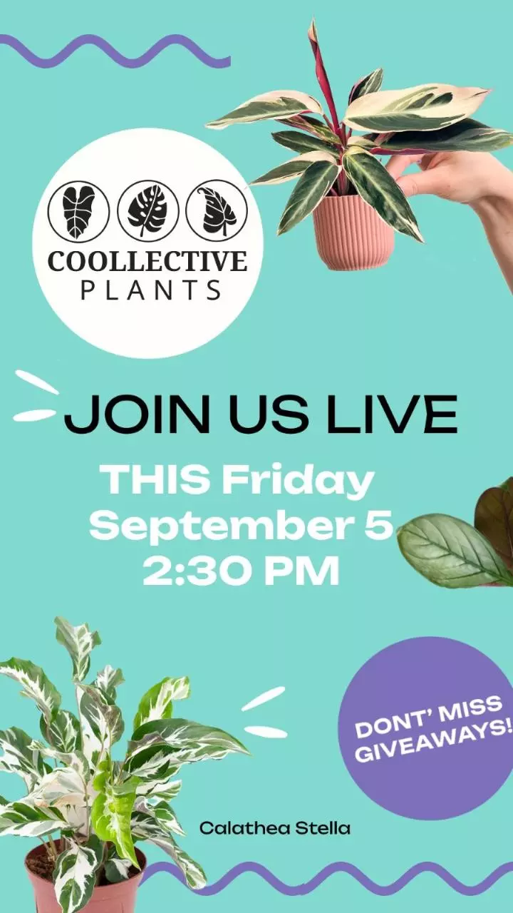 Welcome to Coollective plants