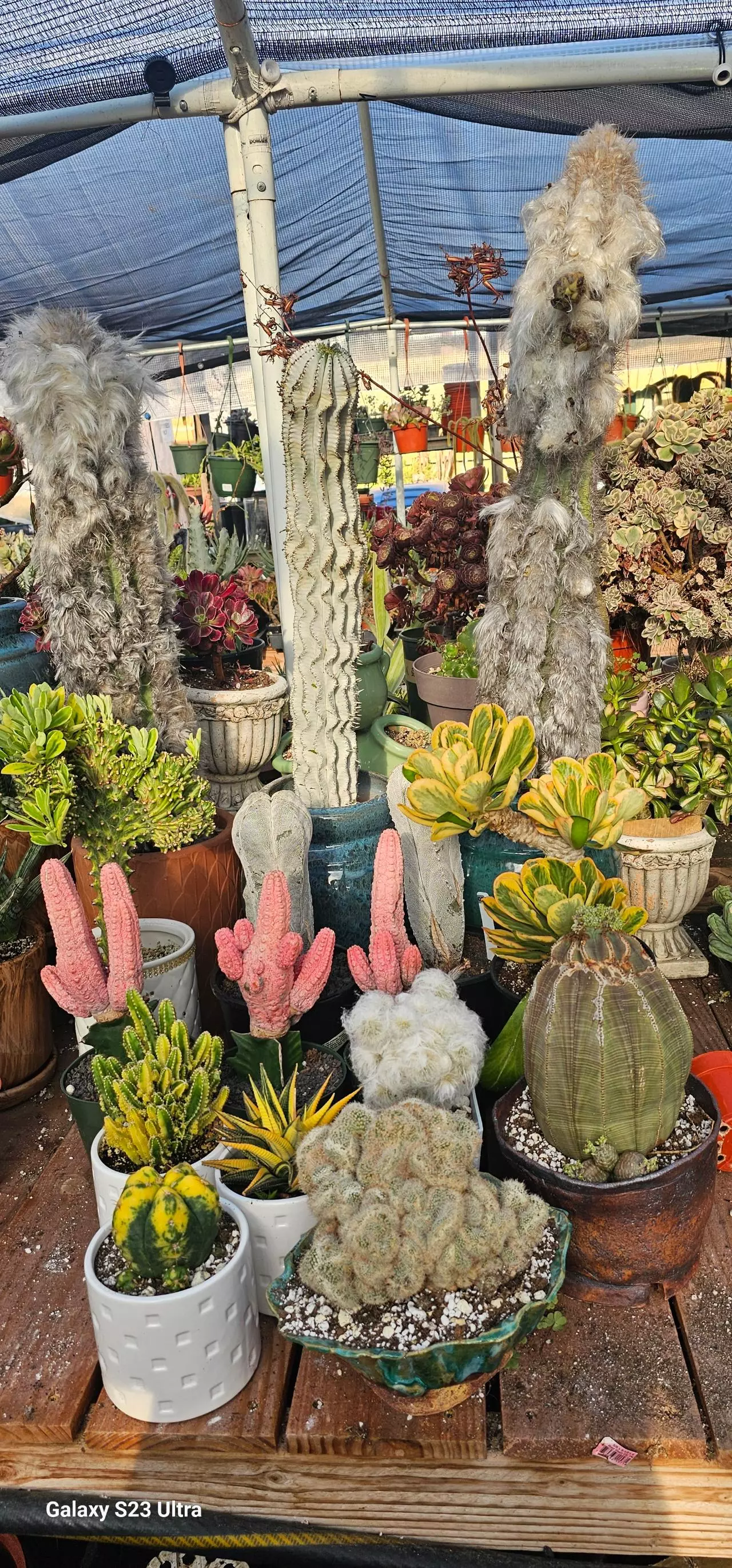 Lots of new plants and new shipment