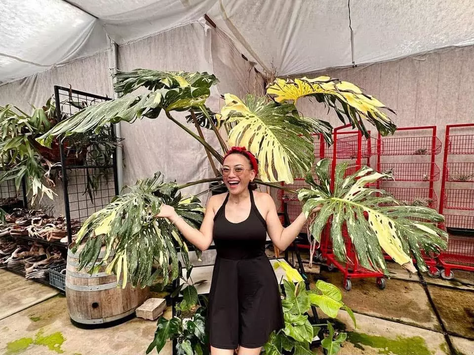 Rooted hanging baskets for a steal!!!
