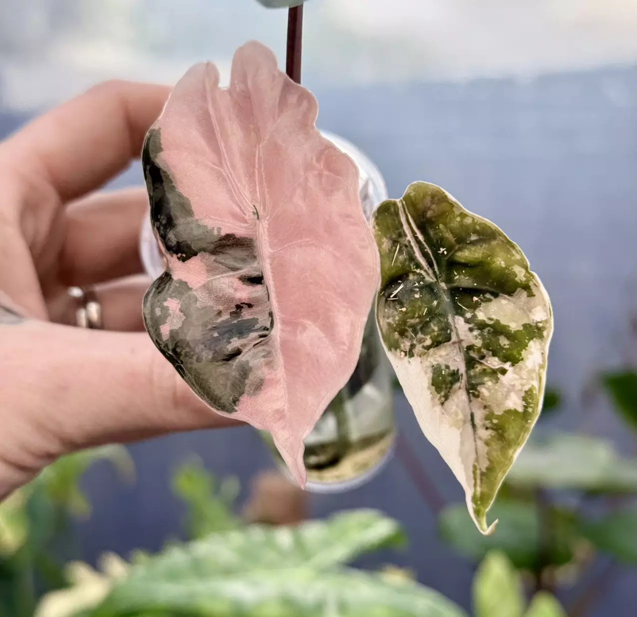 Surprise pop up live! Part 2!