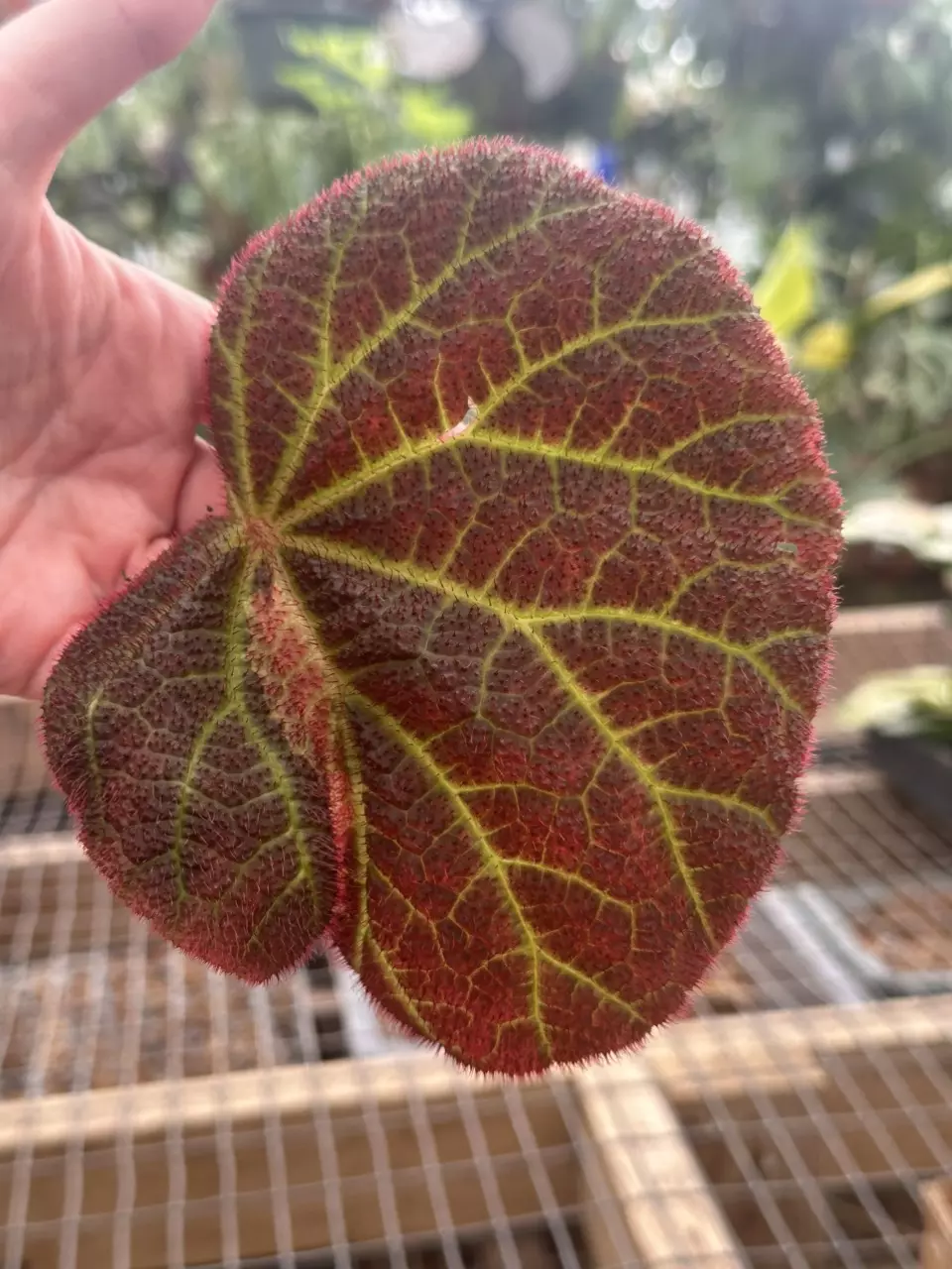 It’s Givvy Season @ Steve’s Leaves