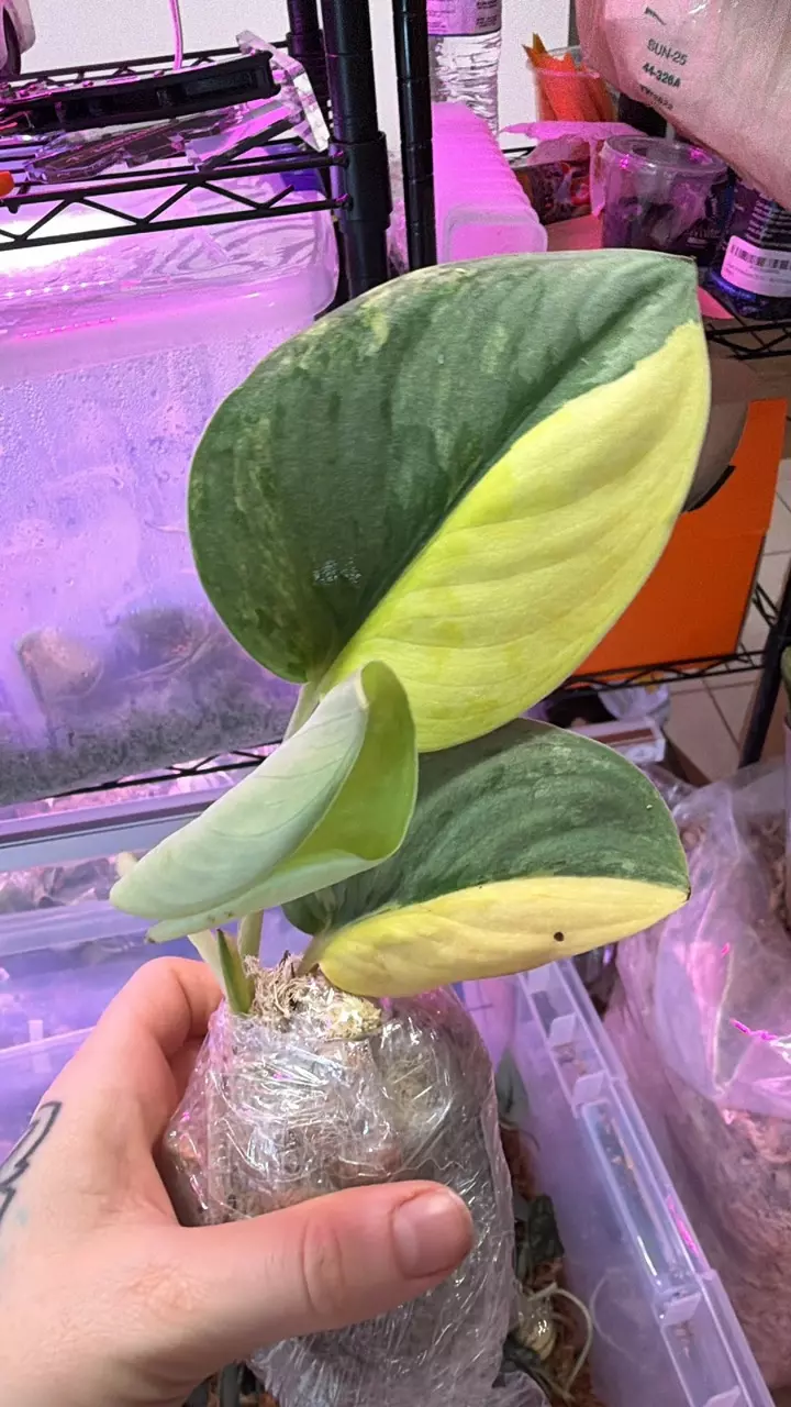 $5 Starts LETS RIDE ✨✨