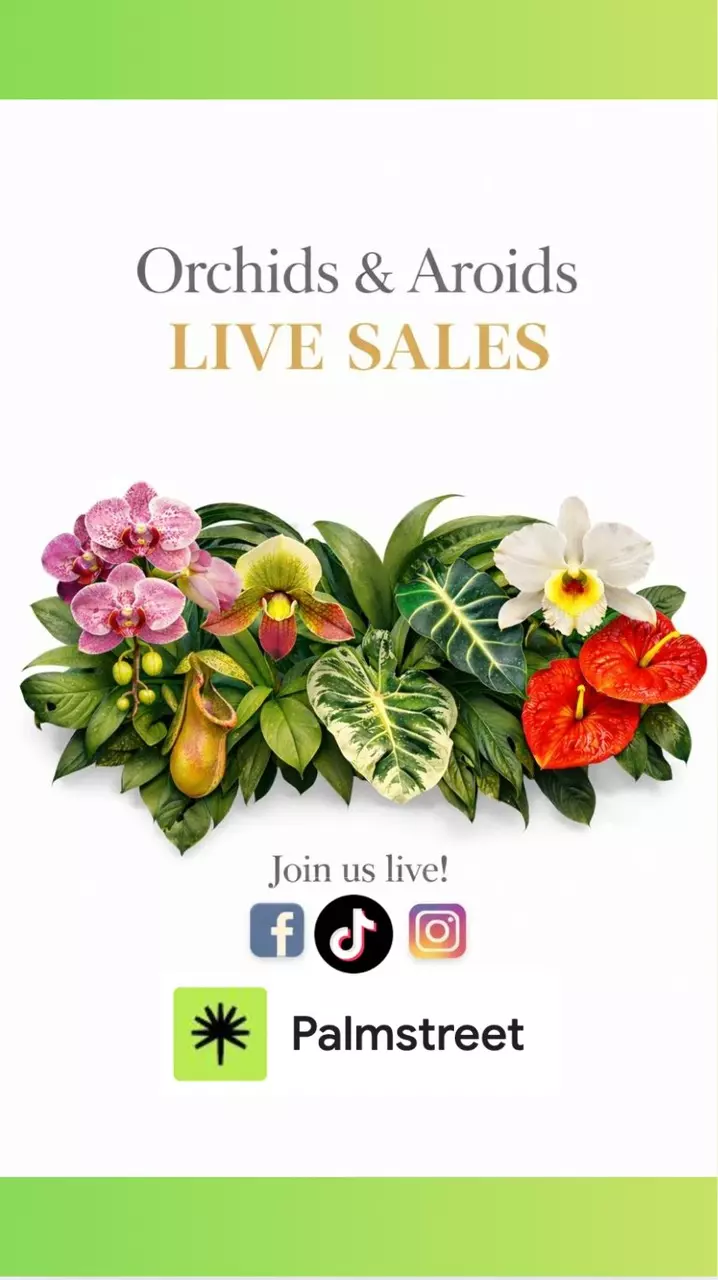 ✨ Aroids + Orchids & More amazing plants
