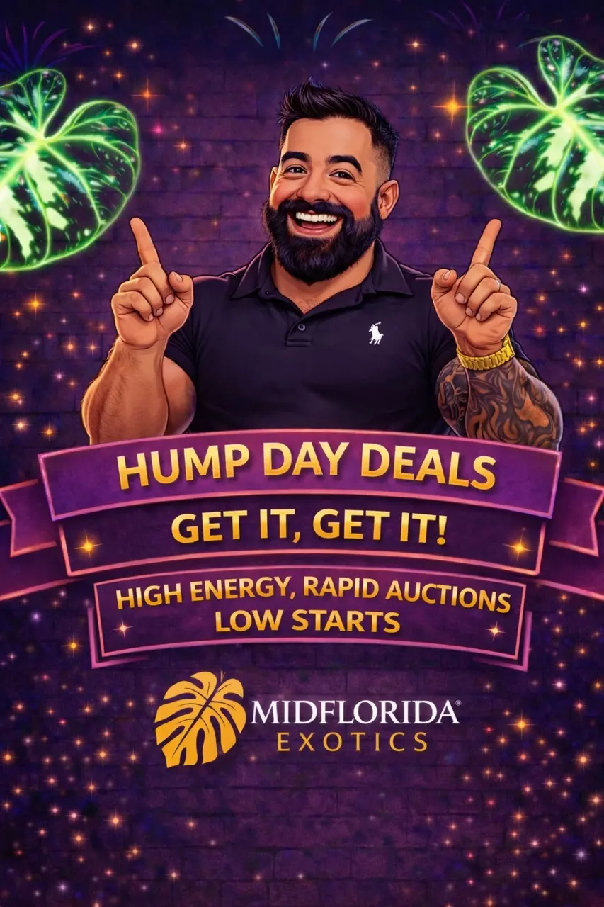 🎉 It's Hump Day and we've got deals! High energy fun!
