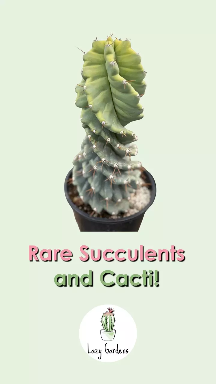 Variegated Spirals Available 🌀🌀