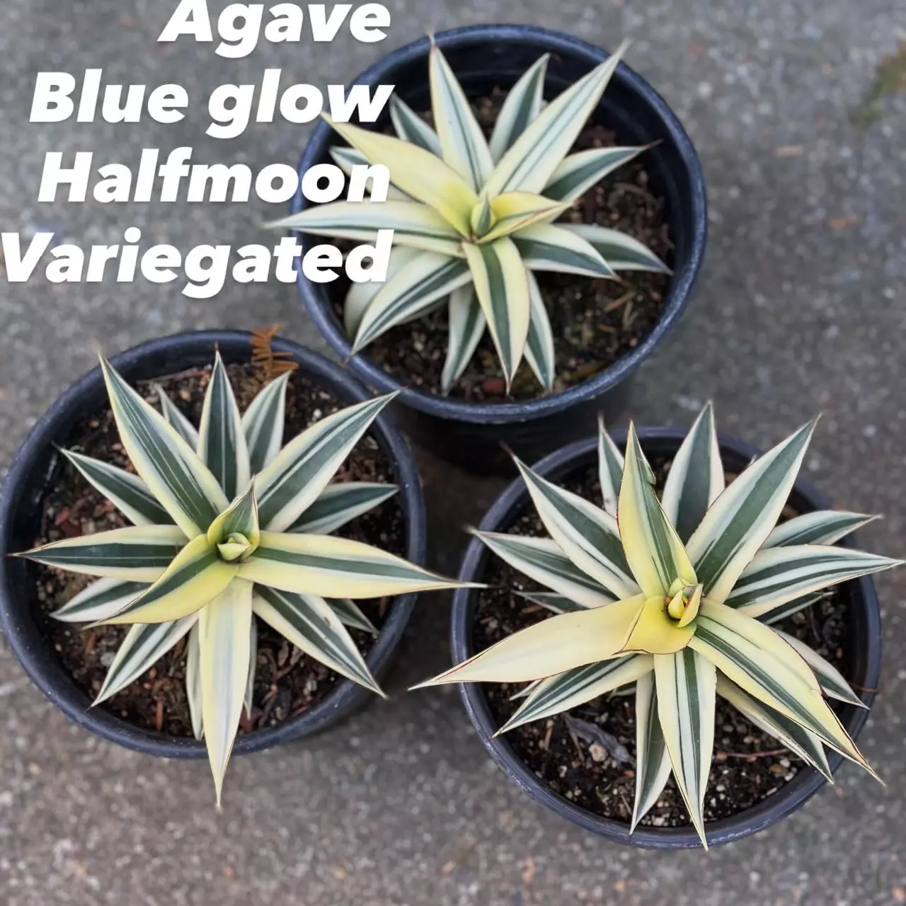 Welcome to succulent Galore live