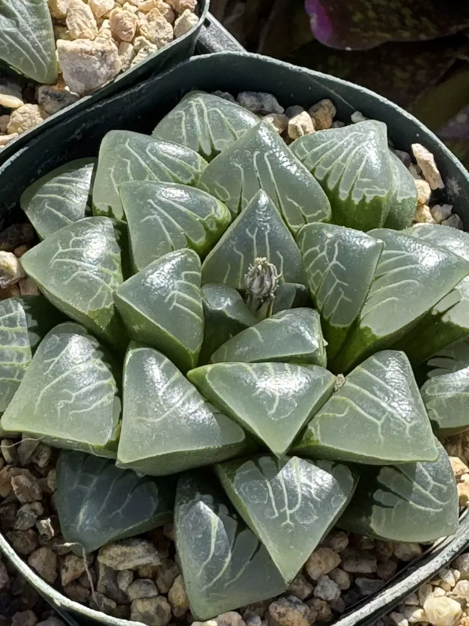 HAWORTHIA & GASTERIA BANGERS!