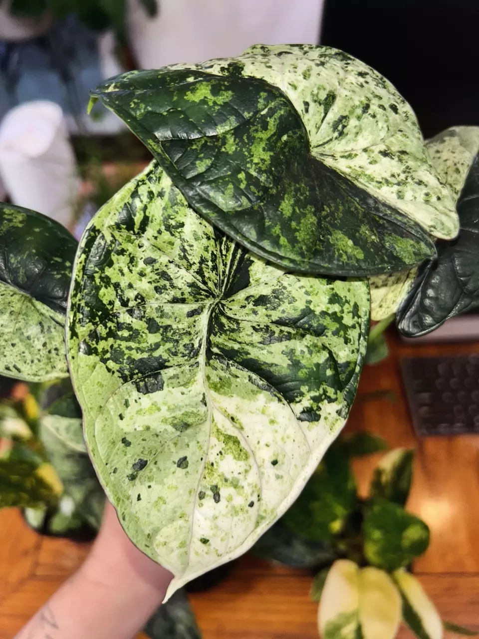 Restock Random Pulls