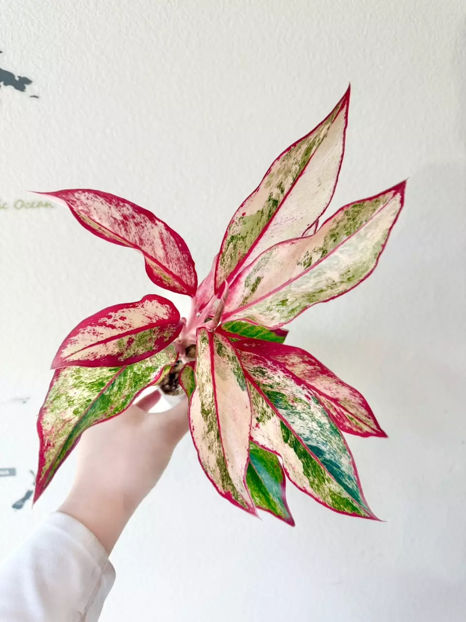 SparkJoyGarden Fresh Import Live with Joy