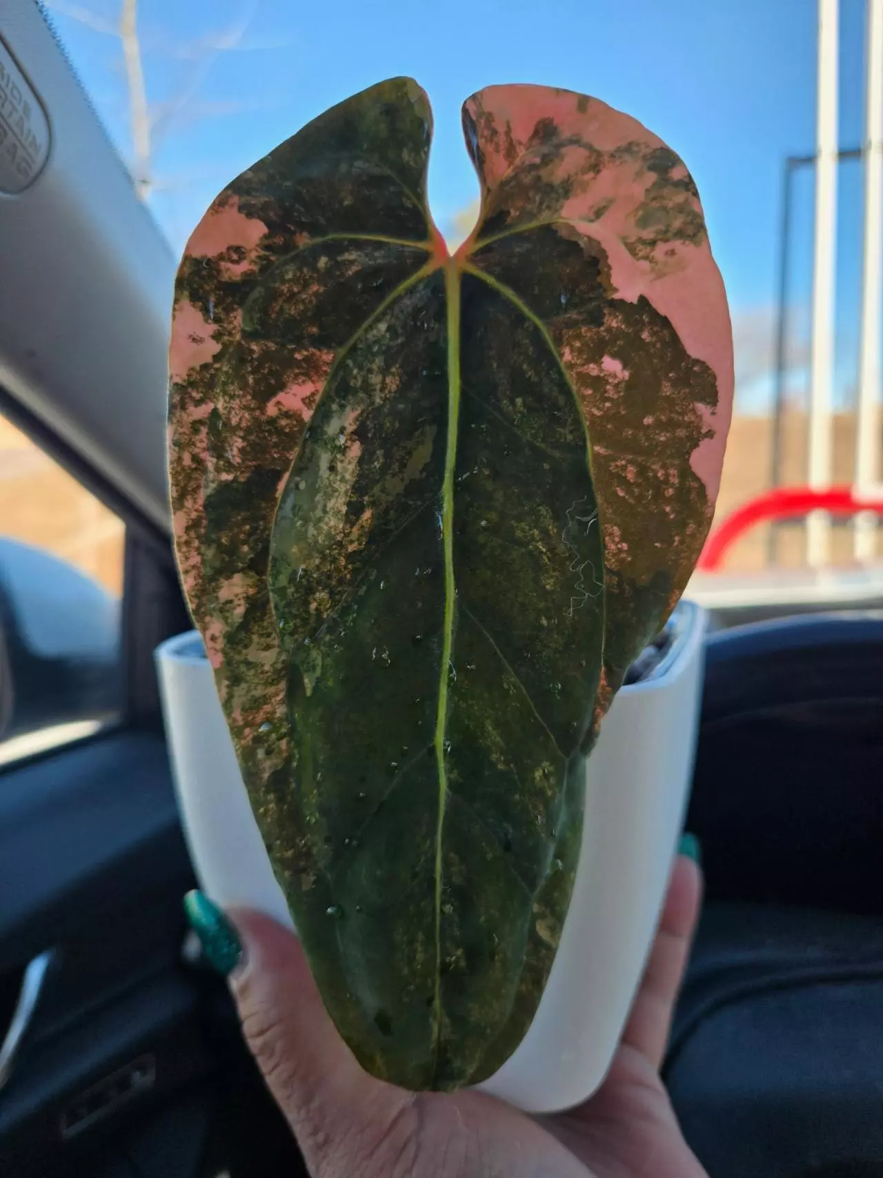 chores, chats, and maybe sell some plants