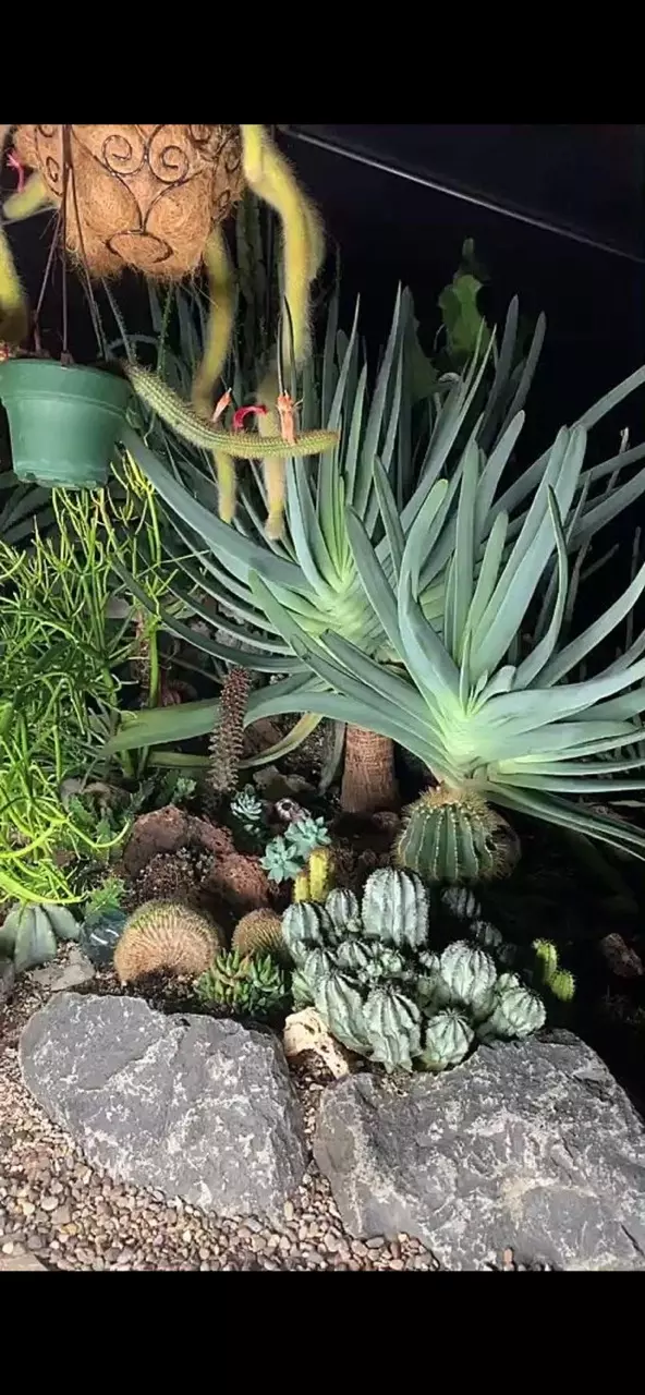 🌵LIVE, ASMR FROM EUPHORBIA GREENHOUSE!!!🌵