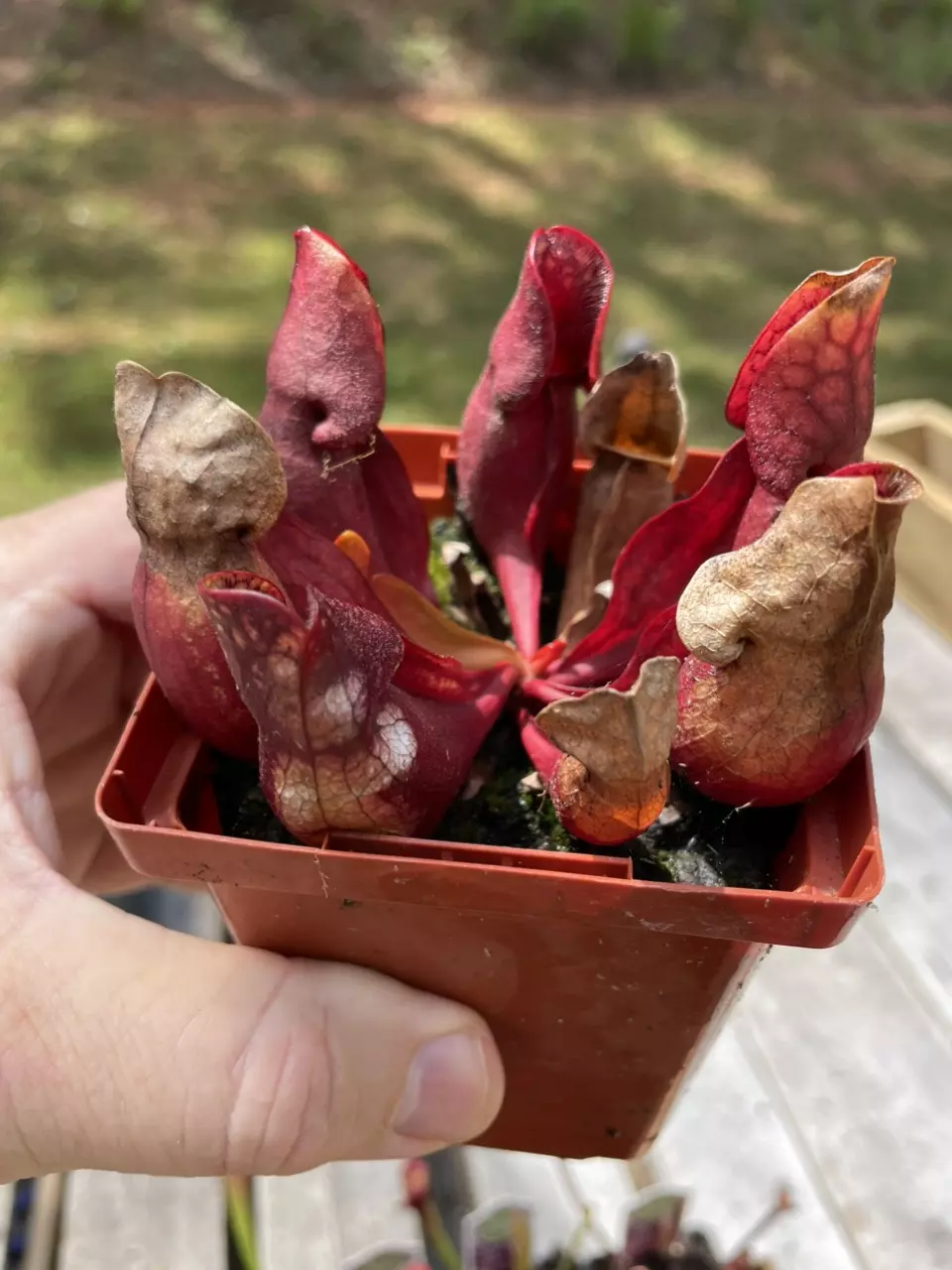 Purple Pitcher Plant stream