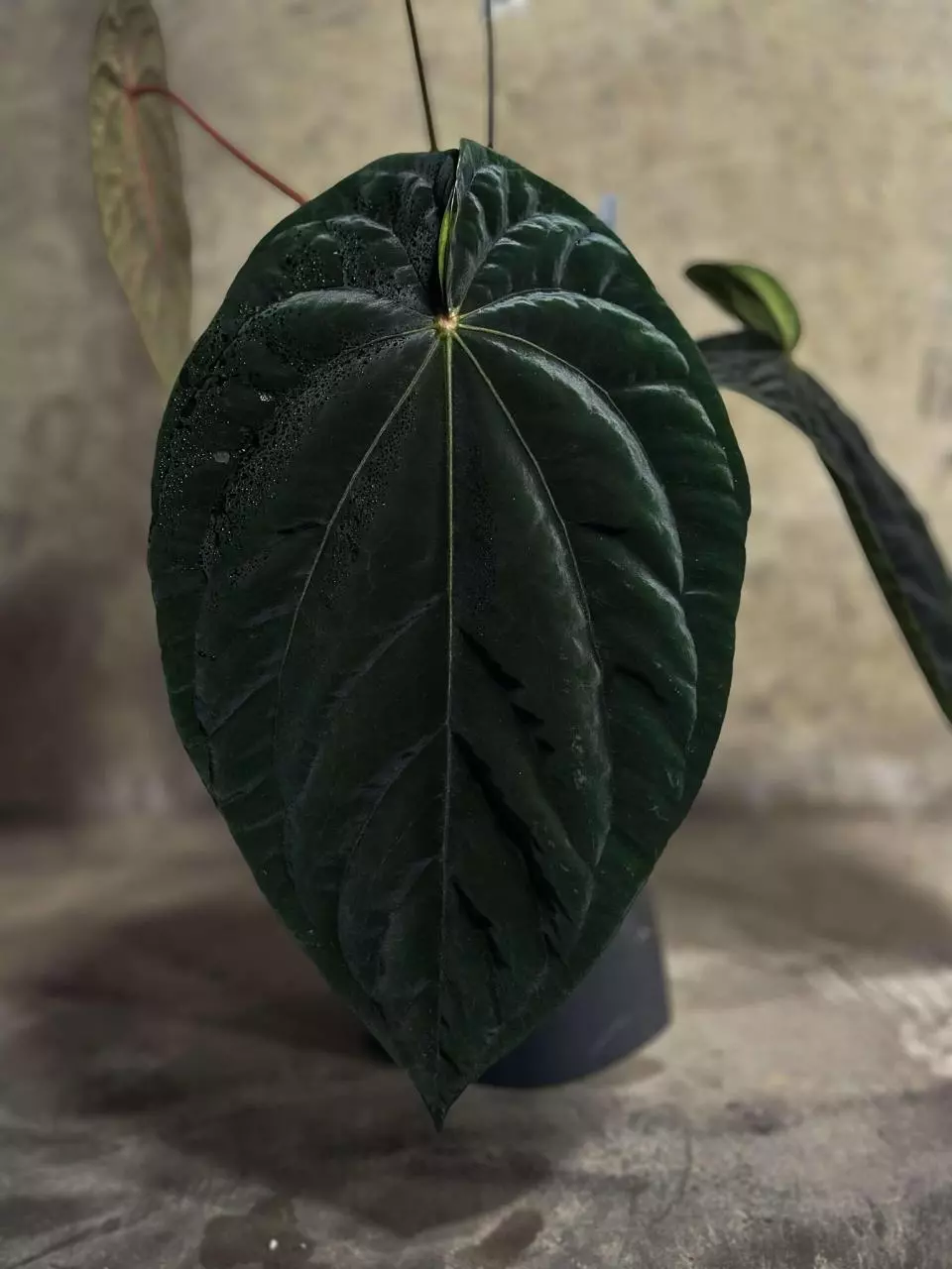 Tuesday Afternoon Anthurium!