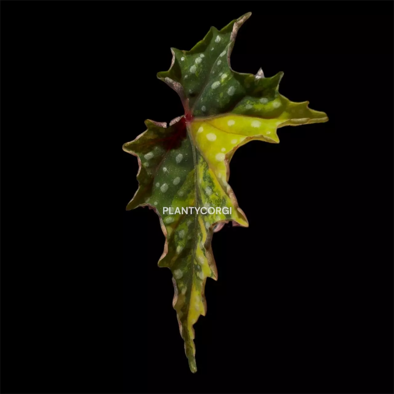 New plants? Dead leaf giveaway?