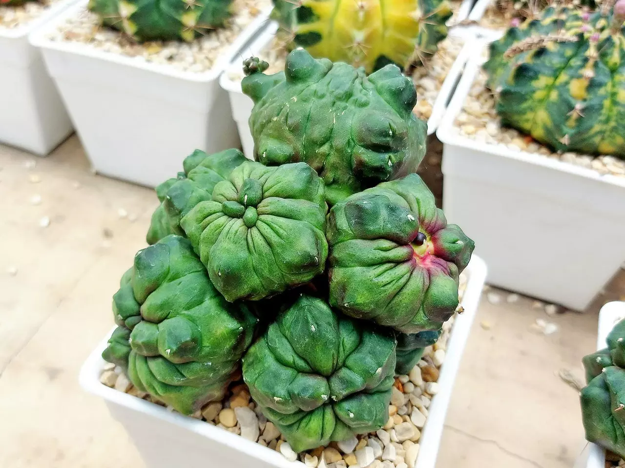 Cold Outside; Cactus Vibes Inside. NEW Cultivar!!!