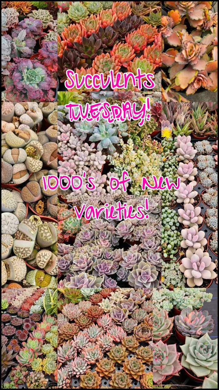 Succulents & Cacti!