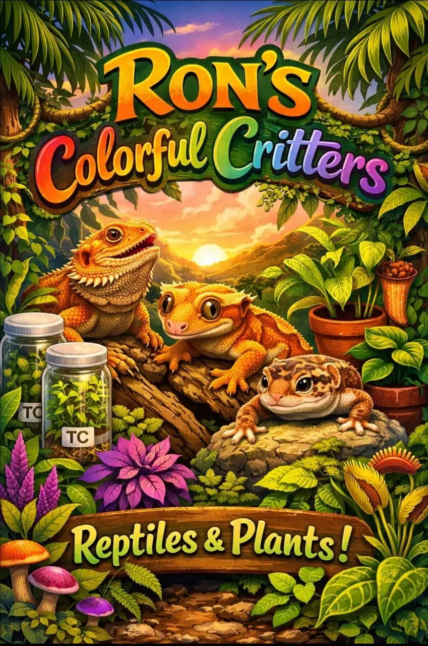 New inventory! Creme Brulees and Frydeks *ASMR*